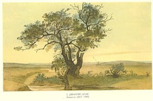 https://upload.wikimedia.org/wikipedia/commons/thumb/f/f8/Taras_Shevchenko_painting0005.jpg/260px-Taras_Shevchenko_painting0005.jpg